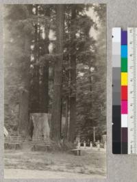 A group of large sprouts around an old stump. In Sequoia Park, Eureka, California. July 1928, E.F