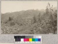 View of area of state park land burned over by fire in Sept. 1924 (compare with opposite hillside shown in 3532). This fire burned fiercely in the brush but did not kill all of the Pines or Oaks. It opened the area to grazing by sheep so well and feed was so good in spring of 1925 that Mr. Ellenwood said it was worth at least 10-15 cents per acre. 1925