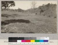 Elk in Henshaw pasture, Mendocino County, Mar. 16, 1928. H.E.M