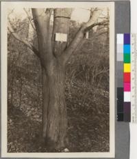 Acer pictum, Thbg. (A. A. 257-F). Arnold Arboretum, Massachusetts