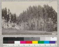 Eucalyptus globulus windbreak planted near a schoolhouse in Sonoma County. Does not give adequate wind protection because of dropping of lower branches. June 1926