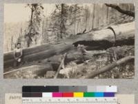 Redwood Utilization Project, tree #846. E. Fritz, September 1929