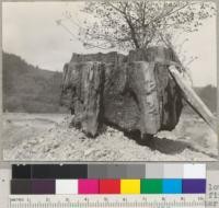 Redwood Stump removal by means of semi charcoal process. Fuel piled around lower part of stump, covered with turf and fired. Stump 8' diameter. Still burning at center and below earth after being fired over two weeks earlier. 3/7/37. E. F