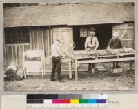 Preparing Redwood trees for shipment to field. November 3, 1924