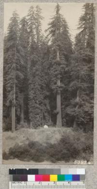 A beautiful view of giant redwoods across Eel River from the State Highway near the mouth of Bull Creek. The road into Bull Creek passes through the forest about 100 feet back of the tent. July and August 1930