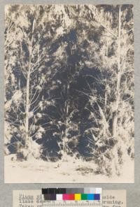 Pinus pinaster. Lower and inside limbs dead and dying; self pruning. Taken previous to 1910. Known for years as Pinus resinosa