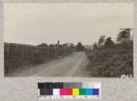 Typical scene along the coast highway in Mendocino County. Bishop Pines with their characteristic crowns occur in patches. The buzzard and the redwood picket fence are constant features of the landscape. August, 1921