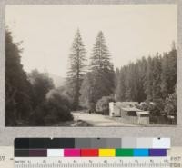 Two pairs of twin redwoods at bridge over South Fork of Eel River north of Richardson Grove and south of Benbow's. See also #5586 and 5587, and 5588 & 6629. June 1933. E. F