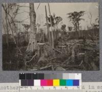 Another view of cut-over land in same Cypress operation. The flat-topped trees in background are Cypress with characteristic form of old trees