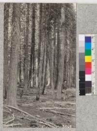 Interior view of Rubicon River White Fir Plot #1, 90 years old and having a maximum size of 27'' diameter at breast height by 120 feet height. Note natural debris on the ground. Cones are Sugar Pine. Metcalf, 1925