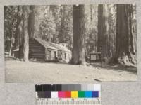 Big Tree and Sugar Pine in Wawona Grove. March 1925. A. Hall