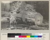 A redwood (#1547) felled from an eroding bank 100 yards above mouth of Canoe Creek and on East bank of Eel River. Tree had been leaning. Stump shows past burial. 280 years old. 7 1/2' diameter on long axis. See also 5787-8. Oct. 1934. E.F