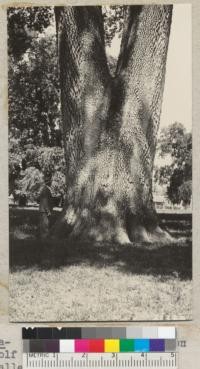 Trunk of the Henley Oak on Wolf Hop Company Ranch, Round Valley, Mendocino County. Diameter at breast height 8.65 ft - 103.8 inches. Circumference at ground - 41 ft. Height 145 ft. Crown width 135 ft. Forks at 20 ft