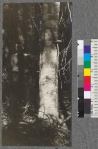 Sample plot taken in 90% pure second growth redwood in canyon near Brookdale. Second growth tan bark oak, note large crack in bark