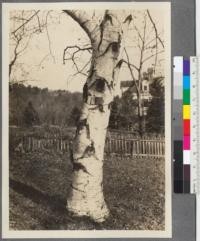 Betula papyrifera Marsh