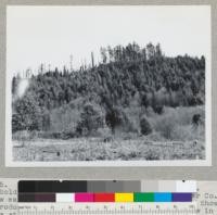 Redwood Region. Across Freshwater Creek. Humboldt County, California. The Pacific Lumber Company. View eastward from old Headquarters Camp site. Shows reproduction on slope logged in 1919. Seed blew in from standing timber left (north), standing until about 1940. Fringe remains. 2/23/46. E. F