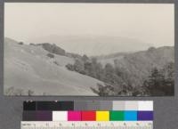 Slopes of Mt. Tamalpais. April, 1920