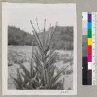 Treehaven Plantation. Oct. 1952. Tip of Douglas fir before pruning. Metcalf. [Handwritten: Shows development of multiple top + laterals after pruning year before]