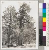 Juniperous occidentalis - Diameter at breast height is 87.5". Located on the north slope of Sardine Lookout between the Truckee and Sierraville ranger districts. - Philip C. Johnson, Asst. Conservationist, 335 Giannini Hall. October 17, 1940