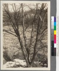 Betula fontinalis, Larg. (A. A. 1200). Arnold Arboretum, Massachusetts