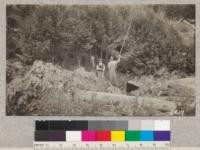 A clump of redwood sprouts 5 years old after thinning in October 1922. Near Camp 1. Union Lumber Company, Smith Creek Watershed, Mendocino County