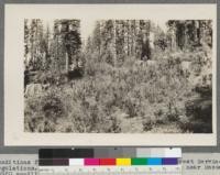 Conditions five years after a cutting made under Forest Service regulations. Reproduction of five principal species near Massack. 53920 seedlings per acre. Cox Timber Sale Area. D. Dunning