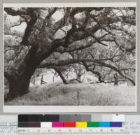 Quercus agrifolia - View of coast live oak at Smith homestead of Mangus property from the East side up hill side is on right. Note that east fork of tree (facing camera) is itself divided into two only about 6 ft. from ground. J.N. Fiske, #3940, May 30, 1942