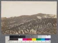 Pine plantings. People's Water Company, Oakland Hills. Planted - 1906. Photo - 1912