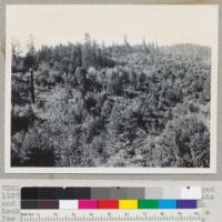 Redwood region. Clear-cut land. Logged 1937. Reproduction almost solely stump sprouts and much too open for good future timber. In background is young timber, 50 years old, plus a few residuals from an earlier and neighboring logging. Location: Salmon Creek west of service road from Fortuna to Holmes Eureka Lumber Company camp. Looking west from road. 11-28-43 E.F