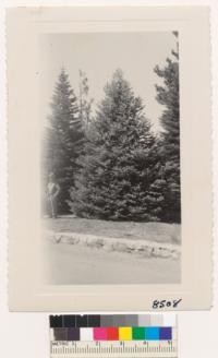 Abies concolor group at Institute of Forest Genetics, near Placerville. Both California and Colorado varieties are shown here about 20 years old. The Colorado tree has more silvery foliage but the California tree has better Christmas tree form. W. Metcalf. April 1950