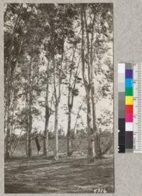 Double row of Gray Gum (Eucalyptus tereticornis) planted at Fontana (west tract) in 1912. Shows that this species has much too open foliage to make a satisfactory windbreak. Metcalf. 1927