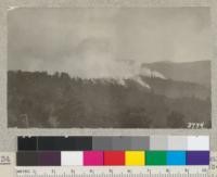 A "light burning" fire towards the summit of road from Big Basin to Saratoga, November, 1925. Ranger Gillette was watching this fire to see it did not get out of bounds. They were burning to make goat pasture out of it