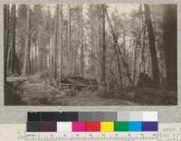 A Second Growth Forest near "Pidgeon point" near Eureka. About 50 years. White fir and spruce remaining after redwoods and Douglas fir had been removed for piling. Bart Glack's place. Owner claims to have cut 18,000 lineal feet of redwood piling on one selected acre. E. Fritz, Junel 1923