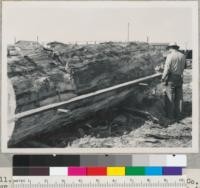 Redwood Region. One of Coast Redwood Company's four chain-saw ripping crews. The men operate in pairs (4 pairs). This side shows how the carefully-levelled guide plank is supported. 9-30-50. E.F