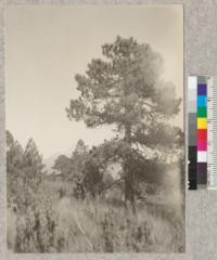 "Oyamel" or pine along trail from Mt. Popocatapetl to Ameca-meca. Popocatapetl in background. Mexico. de Reygadas, Dec. 1922