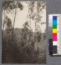 Distant view of Eucalyptus plantation. Noyo River, Union Lumber Company. Note Eucalyptus tops against sky line