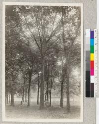 Along Des Moines River, Jackson County, Minnesota. Mixed hardwoods. Juglans nigra in center. Individual is J. P. W