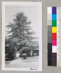 Cedrus atlantica, Mt. Atlas cedar. A fine mature specimen at 912 Chester St. near Mountain Ave., Pasadena. May 1952. Metcalf
