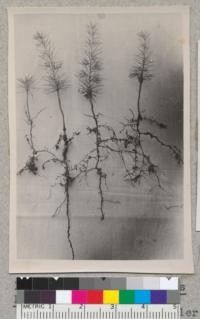 1-year seedlings of Cedrus libani - nursery grown. Wild grown ones are smaller, as the specimen on left