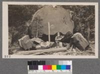 Sequoia windfall worked up into stakes, etc. Diameter 12.7" at 26' from ground, which is cut showing 110 feet of length of tree has been worked up. Total height of tree 258' where top was broken off at diameter of 2 feet. Tree near Plot 5. Note 28 year saplings. Cone in rift crack at right of picture, and one of the grapevine stakes into which the tree was split. August 1915