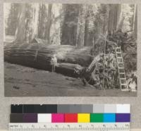 General view of 12-foot windfall of March 13, 1933, in Richardson Grove before all of soil was removed from roots and after drag saw cuts were made. The stump will be left in situ, while a 22-foot butt log is to be rolled out. Mr. McLaughlin (Warden of Grove) at side of trunk. April, 1933. E.F