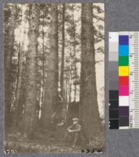 Secondgrowth Redwood Yield Study. Eureka Park - plot #8. A 50 year old stand of spruce, fir and redwood over 140 thousand board feet per acre. This is the maximum yield obtained in Humboldt County. Oct. 1922