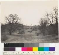 Buckeye. (Aesculus californica). A large specimen on sky line; center. Foreground trees are white oaks. South of Ukiah, along highway. 3-5-38. E.F