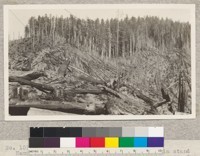 No. 159281 Forest Service. Hammond Lumber Company east of Trinidad. Virgin stand in background. Slash recently burned in foreground. One year old sprouts in upper left corner. 9/20/21