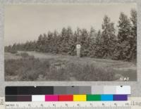 Blue gum windbreak 18 months from planting on Arrow Route tract, Fontana, San Bernardino County. Sept., 1926