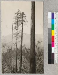 Redwood Utilization Study. Crown types of redwood. Two trees outside the experimental area left standing on the ridge and adjoining the incline, intended for spar trees. The tree to the left has a very thrifty, though not very heavy crown. The tree to the right is older, fuller-boled, and must have lost its top, the original top being replaced by a number of sprouts. E.F. July, 1928