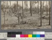 A stand of young yellow pine near Meadow Valley P.O. [Post Office?], after a very hot fire had run through it. Near Spanish Peak Lumber Company, California. August, 1920. E.F