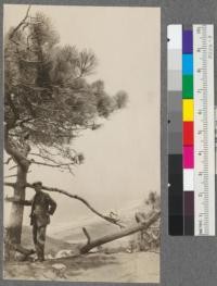 Torrey pine (Pinus torreyana) and view of beach to south of Del Mar, San Diego County, California. This tree about as large as any seen near this place. Many of them are much flattened, twisted and almost prostrate from the effects of wind. May, 1916