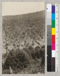 Campbell Creek area from south side of track looking across at the steep hillside with south exposure. Old railroad grade above almost obscured by sprout growth. July 1926