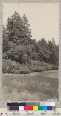 Edge of the University Forest and new boundary fence between the highway and the railroad. Mendocino County. W. Metcalf - July 1931